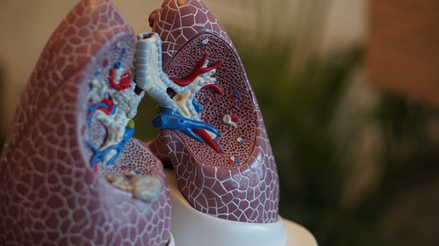 This baggie experiment demonstrates how your lungs work in your body