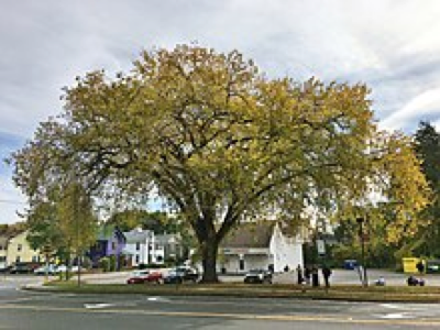 AmericanElm1