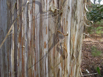 Trees | Adventure Science Center