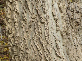 Trees | Adventure Science Center