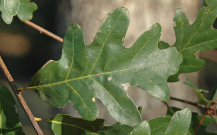 Trees | Adventure Science Center