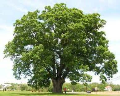white oak1