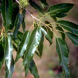 Sawtooth Oak2